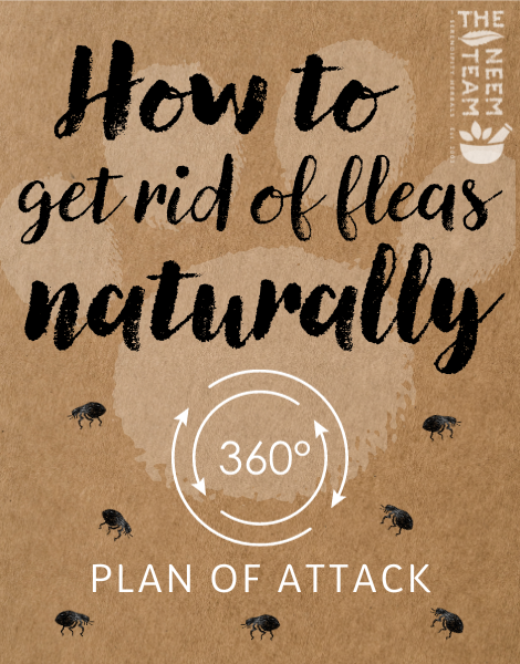 How to get rid of fleas naturally- 360 DEGREE PLAN OF ATTACK